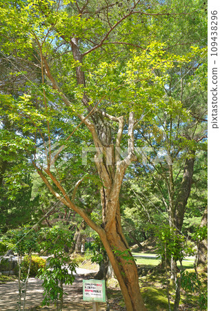 [Rurikoji Temple (Non-Slip Tree)] Kayama-cho, Yamaguchi City, Yamaguchi Prefecture 109438296