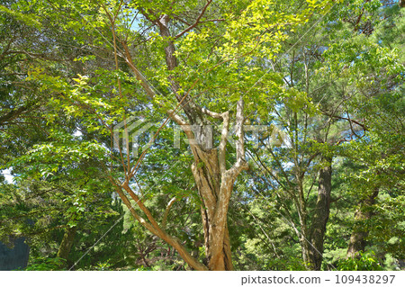[Rurikoji Temple (Non-Slip Tree)] Kayama-cho, Yamaguchi City, Yamaguchi Prefecture 109438297