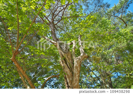 [琉璃光寺（防滑樹）] 山口縣山口市加山町 109438298
