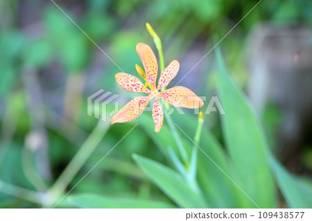 Hiougi flower Hiougi flower 109438577