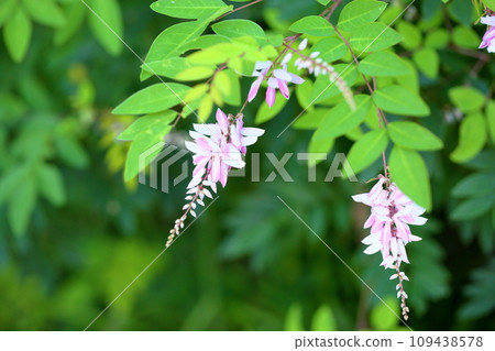 Flowers of Niwa Fuji 109438578
