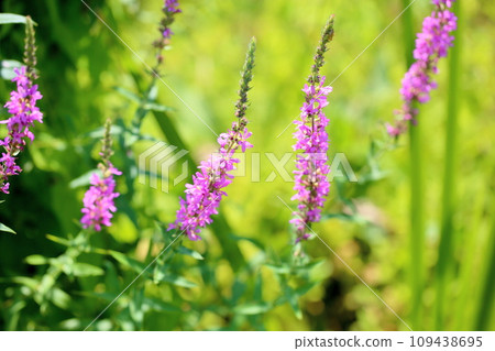 味噌Haigi花 109438695