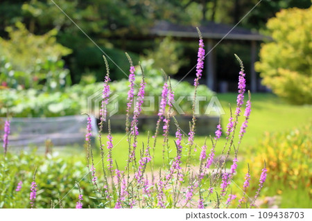 Miso Haigi Flower Miso Haigi Flower 109438703
