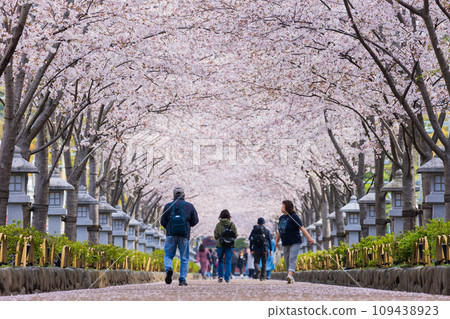 Spring in the ancient capital of Kamakura, Tsurugaoka Hachimangu Shrine, cherry blossom trees along the Dankatsu (approach) Spring in the ancient capital of Kamakura, Tsurugaoka Hachimangu Shrine, cherry blossom trees along the Dankatsu (approach) 109438923