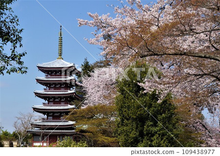 松戶市的大陸寺是一處著名的櫻花林,俯瞰春天的盛景。 松戶市的大陸寺是一處著名的櫻花林,俯瞰春天的盛景。 109438977