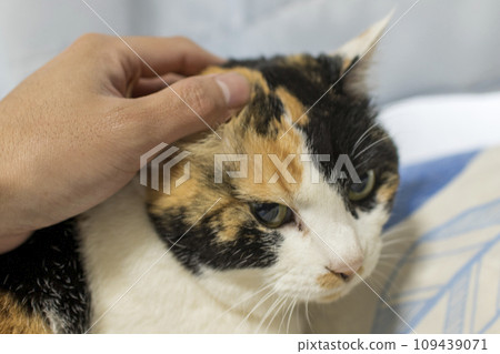 Man's hand stroking a calico cat 2 Man's hand stroking a calico cat 2 109439071