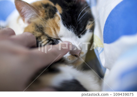 Finger trying to touch cat's nose Finger trying to touch cat's nose 109439075