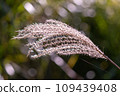 Pampas grass fluttering in the wind Pampas grass fluttering in the wind 109439408