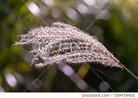 Pampas grass fluttering in the wind 109439408