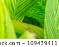 Lose yourself in the green dimension created by canna leaves Lose yourself in the green dimension created by canna leaves 109439411