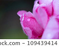 pink rose petals and water drops pink rose petals and water drops 109439414