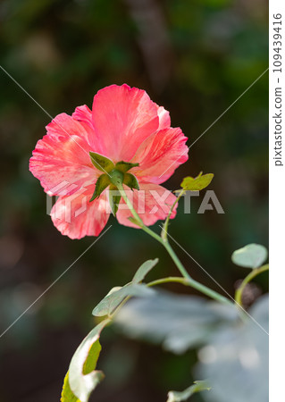 A rose reaching up to the sky in the sunlight 109439416