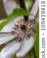 Clematis flowers are blooming quietly Clematis flowers are blooming quietly 109439418