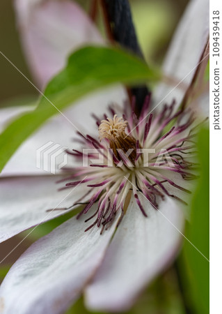 Clematis flowers are blooming quietly 109439418
