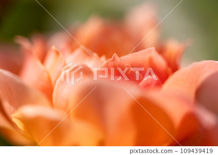 Pink roses in full bloom shining in the spring sunlight 109439419