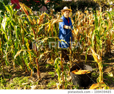 woman picking corn cobs in a basket woman picking corn cobs in a basket 109439485