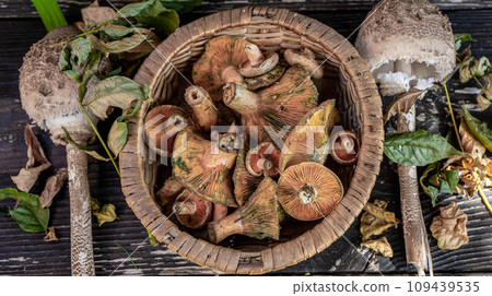 basket with autumn mushrooms basket with autumn mushrooms 109439535