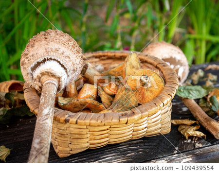 basket with autumn mushrooms basket with autumn mushrooms 109439554