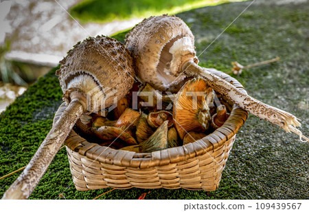 basket with autumn mushrooms basket with autumn mushrooms 109439567