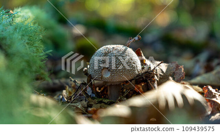 amanita ceciliae in an early state amanita ceciliae in an early state 109439575