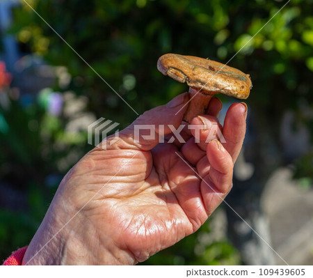 hand showing an orange mushroom hand showing an orange mushroom 109439605
