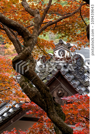 The roof of a temple covered in autumn leaves 109439643