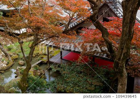 A temple covered in autumn leaves 109439645