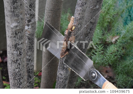 Pruning of Yamaboshi 109439675