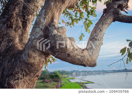 trees whose branches resemble human hands against the background of rice fields trees whose branches resemble human hands against the background of rice fields 109439766