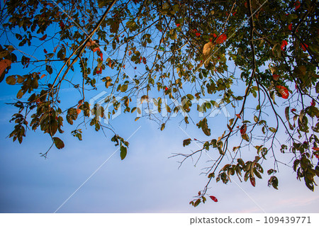 Beautiful landscape of leaves and blue sky background 109439771