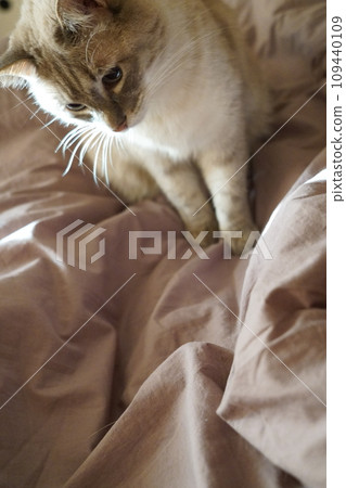 Front view of a cute beautiful Siamese breed cat on a classic brown blanket 109440109