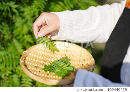 堆放日本胡椒葉的女人 堆放日本胡椒葉的女人 109440459