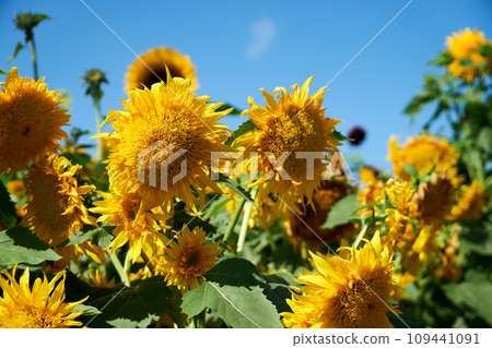 Sunflowers in a beautiful sunflower field under the blue sky in midsummer 109441091