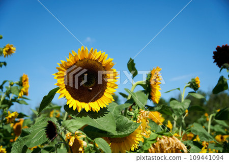 Sunflowers in a beautiful sunflower field under the blue sky in midsummer 109441094
