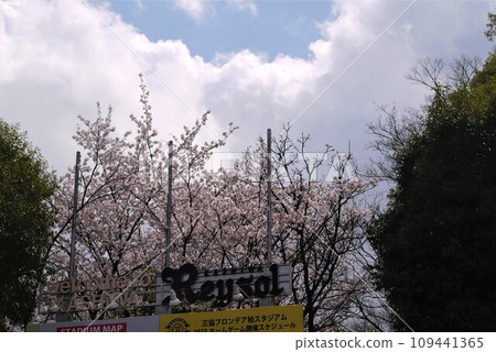 柏太陽神隊的主場常陸台公園的櫻花盛開。 柏太陽神隊的主場常陸台公園的櫻花盛開。 109441365