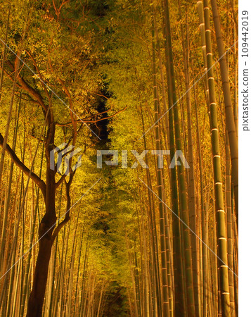 京都嵐山花燈竹林小徑點燈 京都嵐山花燈竹林小徑點燈 109442019