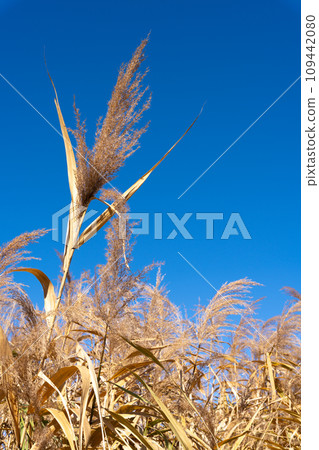 Miscanthus 109442080