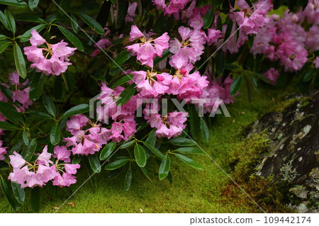 高知屋阿彌陀寺的石校園花 高知屋阿彌陀寺的石校園花 109442174