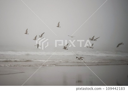 成群的海鷗飛過冬季的大海 成群的海鷗飛過冬季的大海 109442183