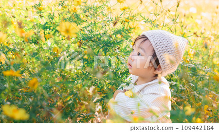 嬰兒在黃色波斯菊的包圍下玩耍 109442184