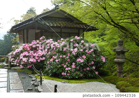 高知屋阿彌陀寺的石校園花 高知屋阿彌陀寺的石校園花 109442316