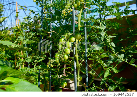 A home garden where vegetables are growing vigorously, tomatoes are blooming 109442537