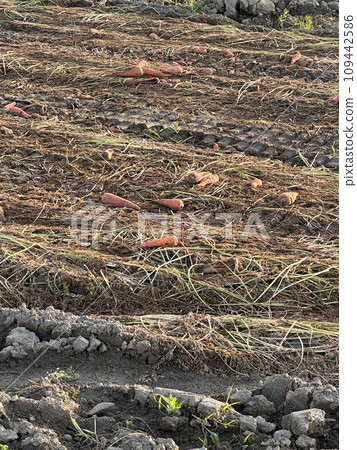 胡蘿蔔收穫後的田地 胡蘿蔔收穫後的田地 109442586