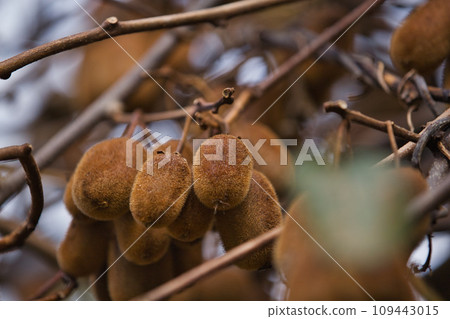 Home garden Home garden 109443015
