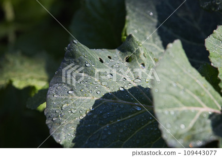 Home garden Home garden 109443077