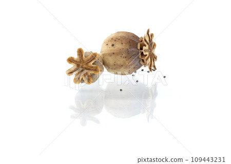 Two dry poppy seed pods over white background Two dry poppy seed pods over white background 109443231