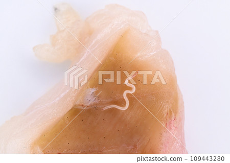 生魚片上附有異尖線蟲 109443280