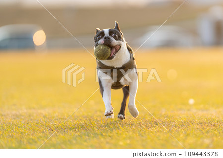 波士頓梗犬打球 波士頓梗犬打球 109443378