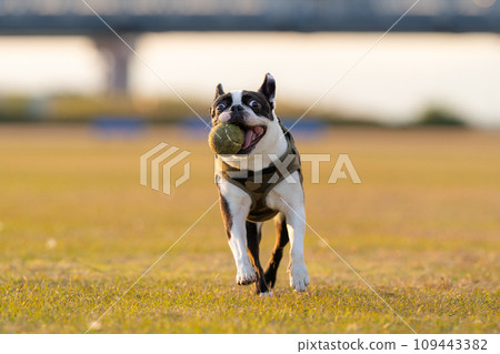 boston terrier playing ball 109443382