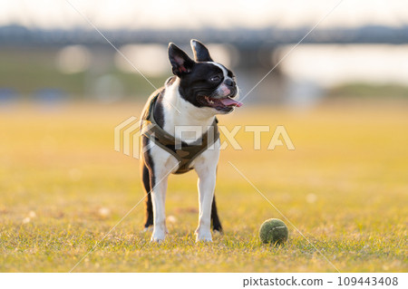 Boston Terrier Boston Terrier 109443408